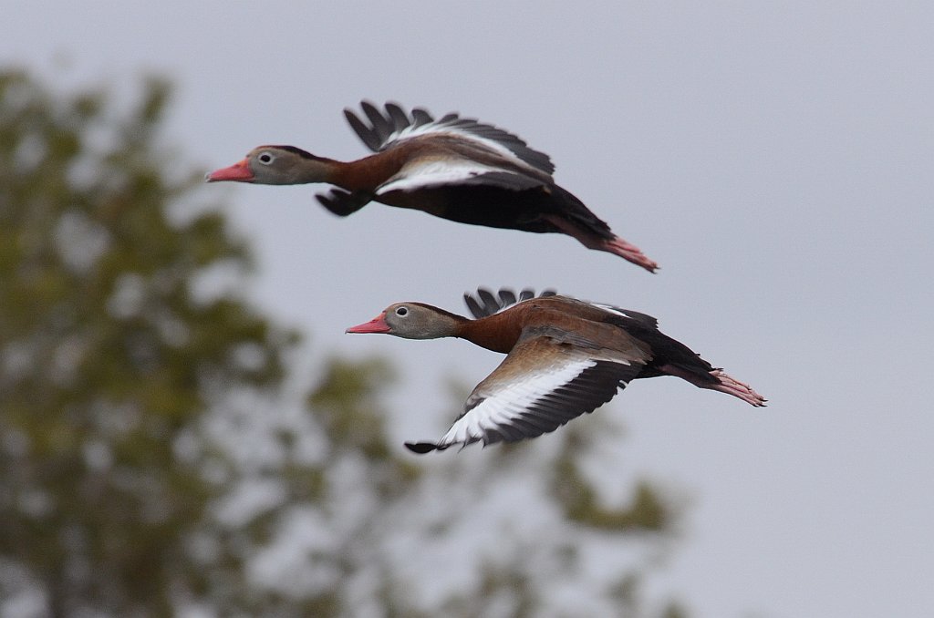 Duck, Black-bellied Whistling, 2013-01052870 Mission, TX.JPG - Black-bellied Whistling Duck. A golf course in Mission, TX, 1-5-2013